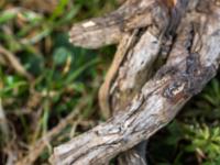 Weiße Krokus sprießen vor Astteil